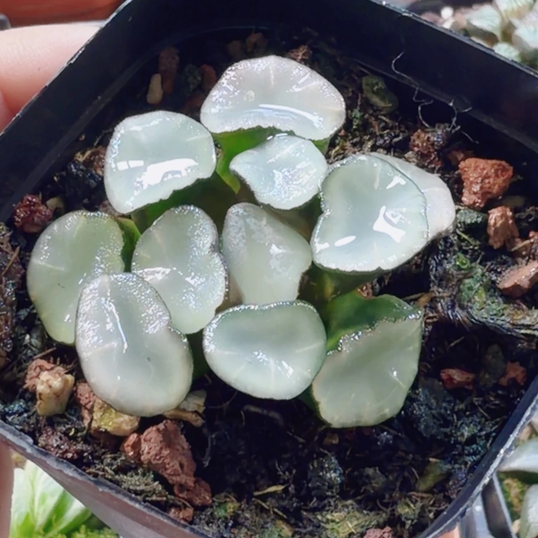 十二卷空门新粉福利