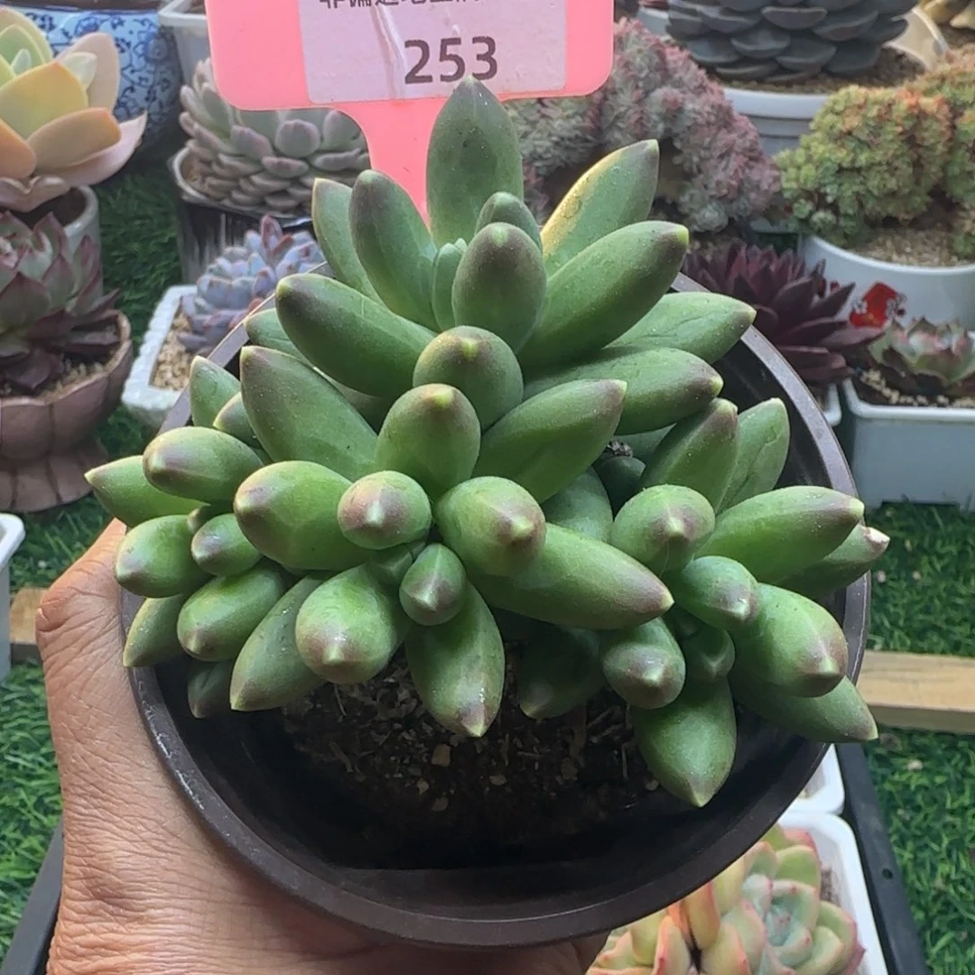 锦安精品多肉植物253