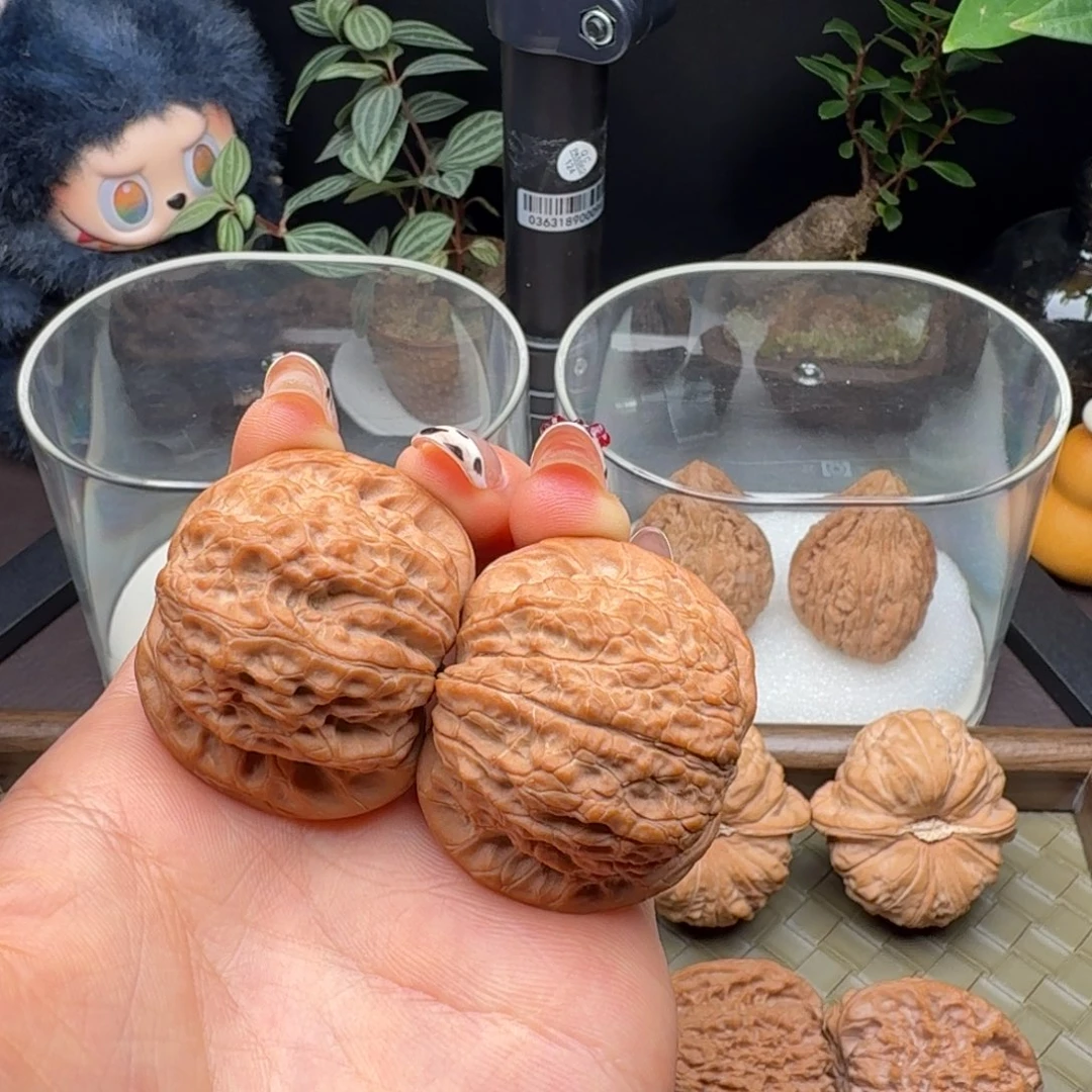 核桃全品血麒麟40（小水尖）