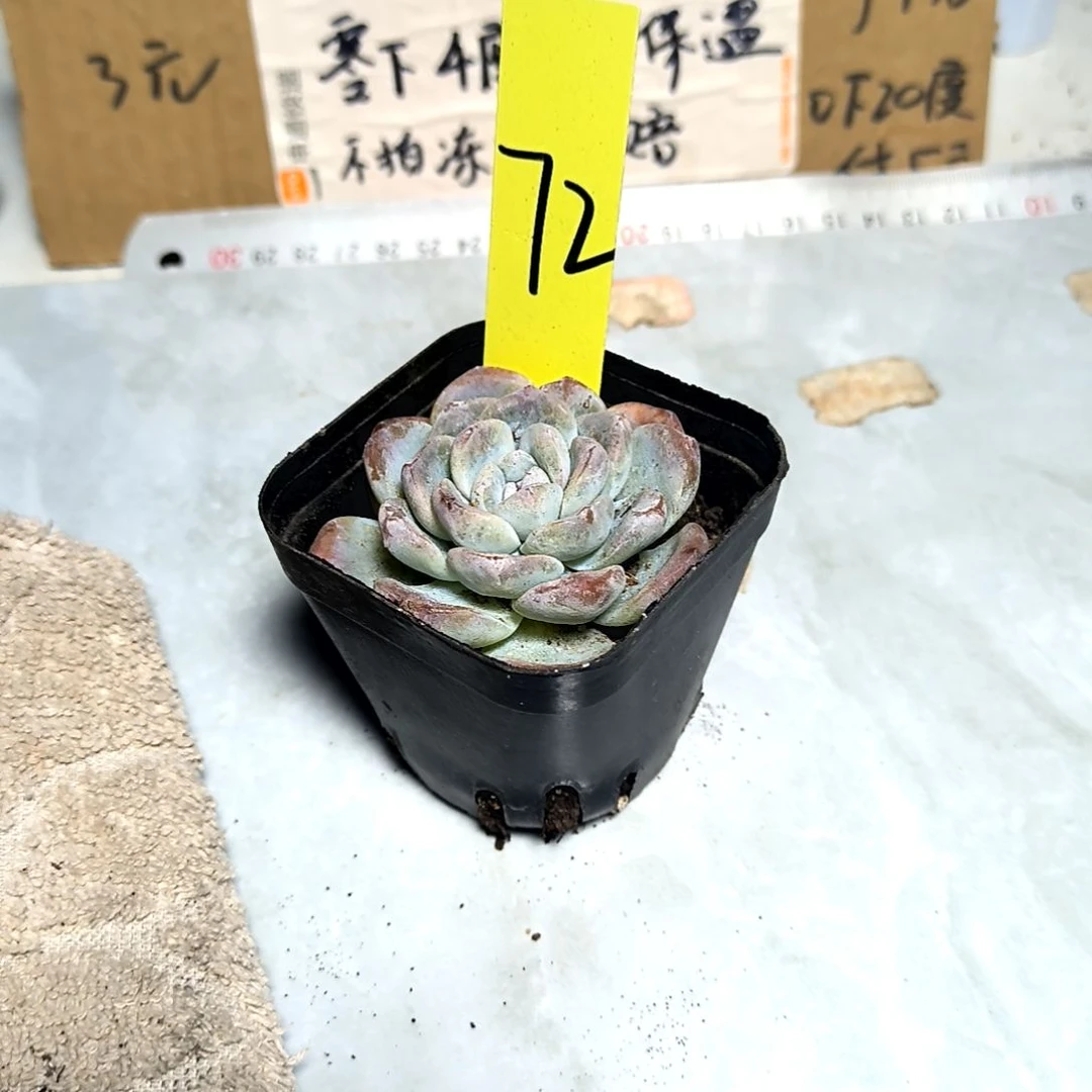 满6元包邮，#72号冰玉俩颗方盆