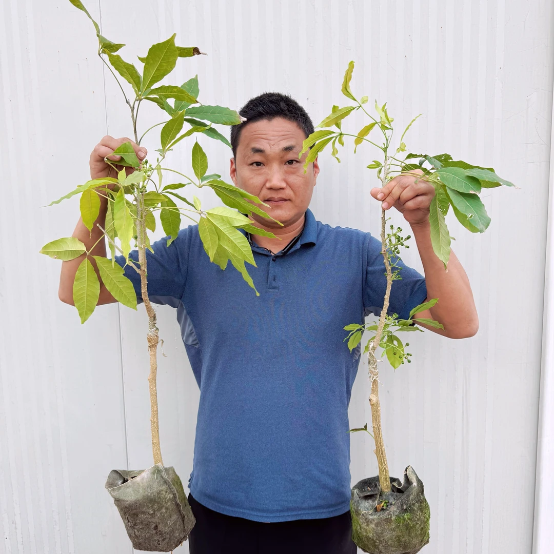 大品种冰淇淋苗嫁接苗