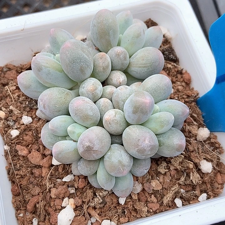 多肉植物汤圆裙946