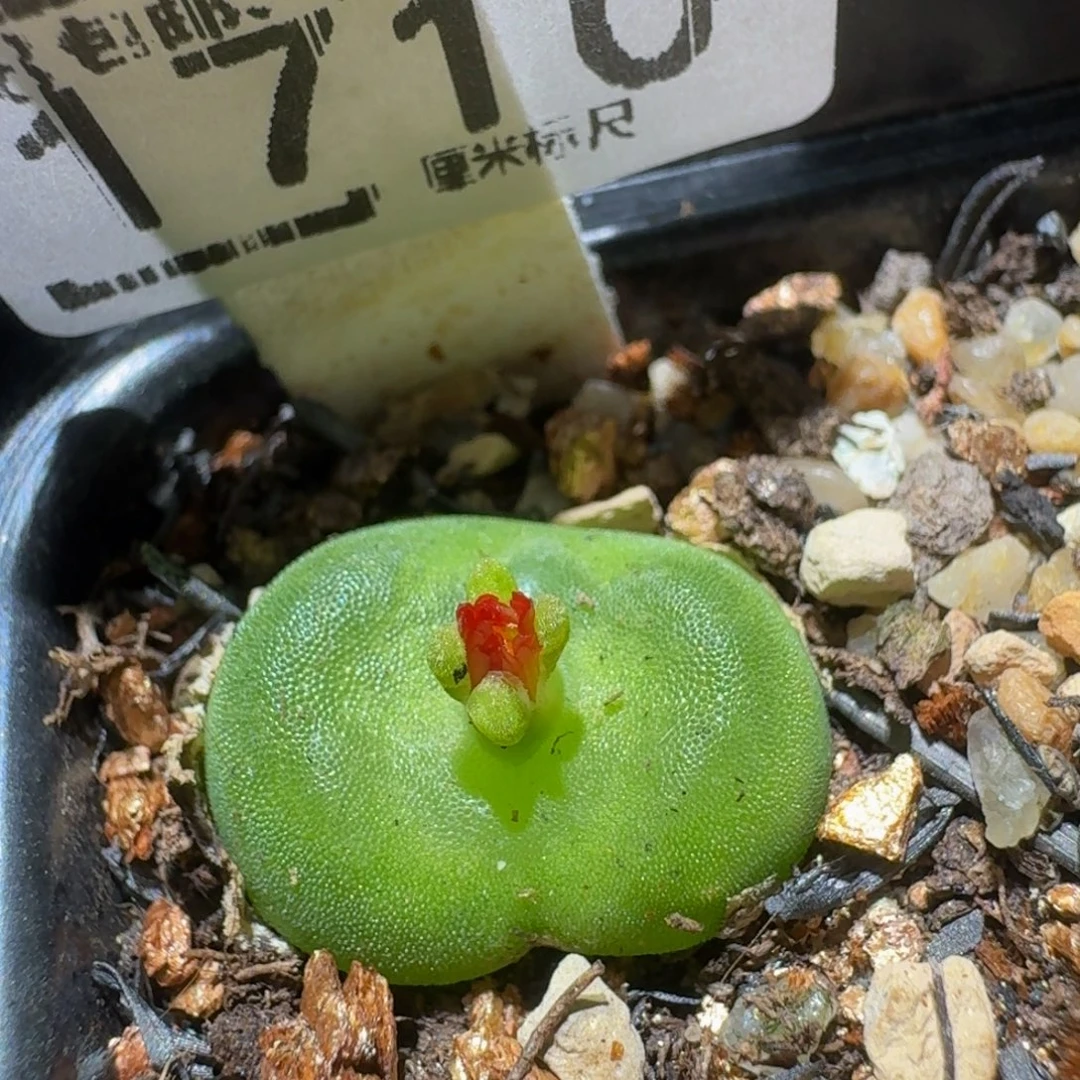 Ssss精品生石花1710水晶鞋