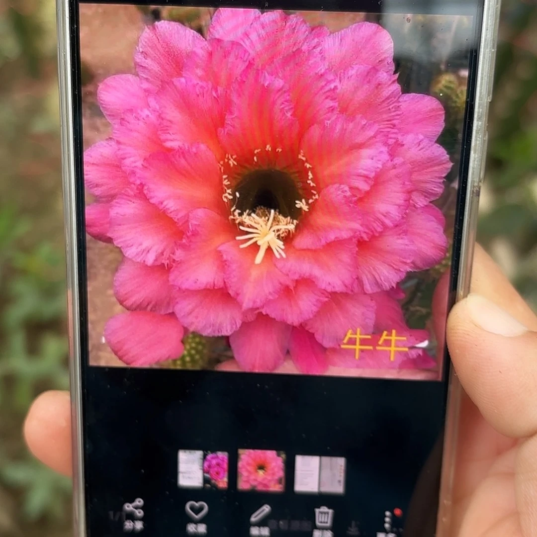 牛牛毛5 公分侧牙20包邮