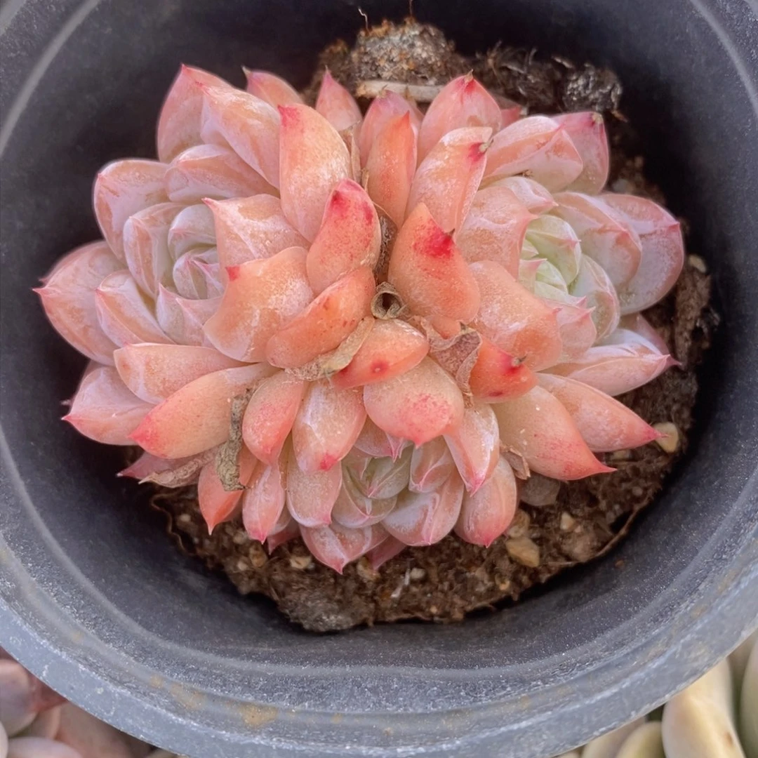 可问主播品种，下滑链接更多品种选择多肉