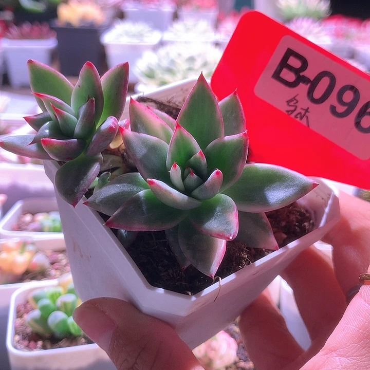 乌木覆轮锦双头有根
