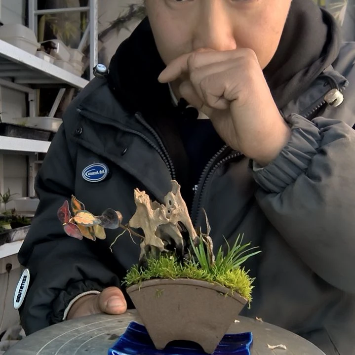 一**艺小盆景小植物一物一拍188