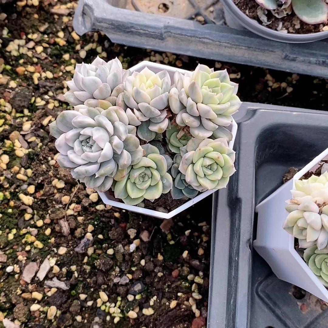 粉布偶锦多肉植物