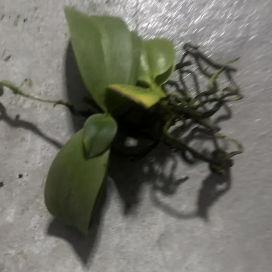 柳林1.7裸根两颗一组拯救苗 新手慎拍 瑕疵 不售后