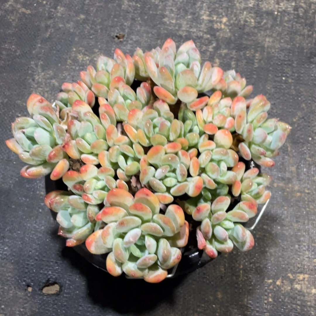 一物一拍中通快递