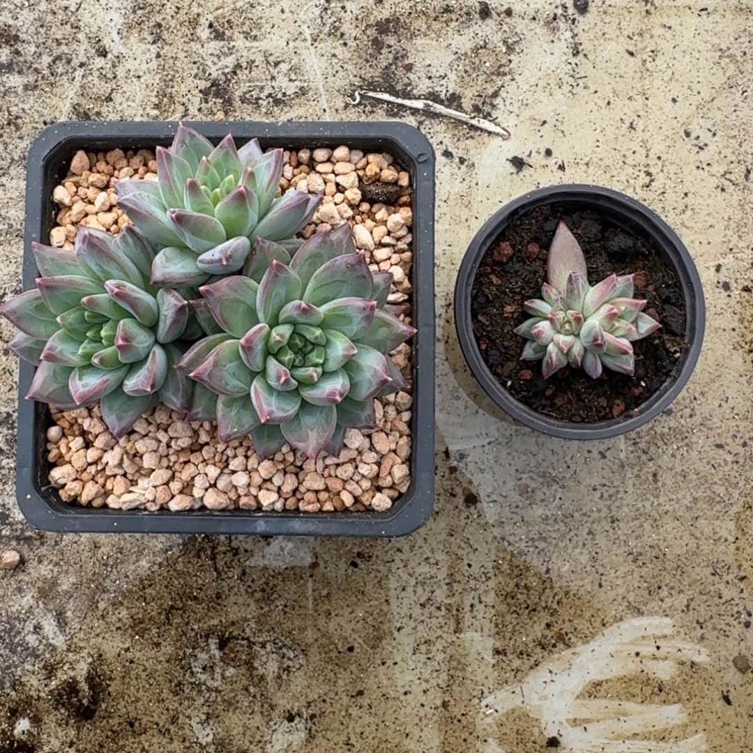 美人杂交 一物一拍