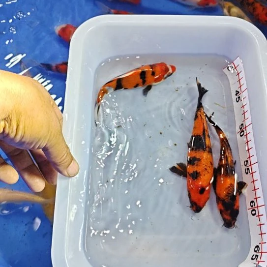 淡水观赏鱼锦鲤鱼