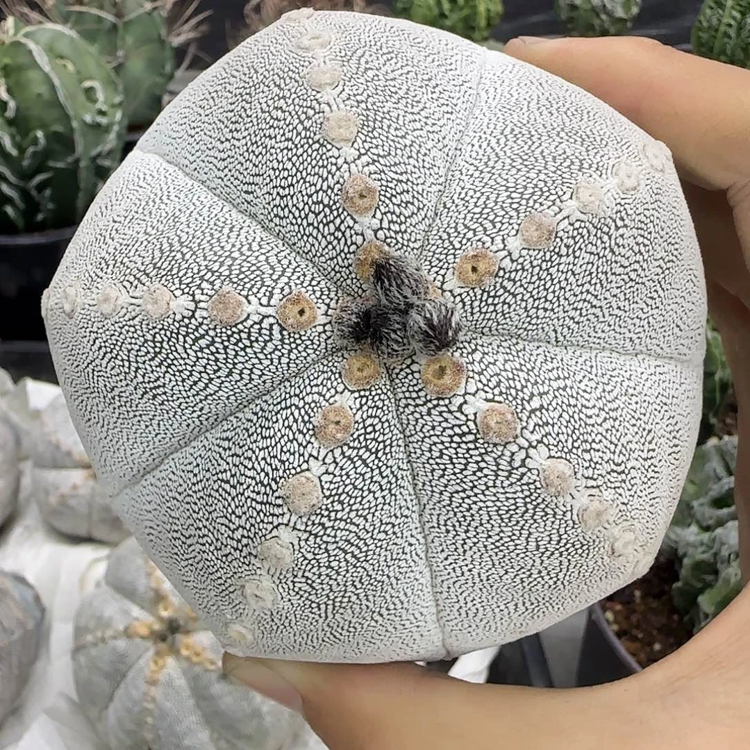 超大山川恩冢鸾凤玉005