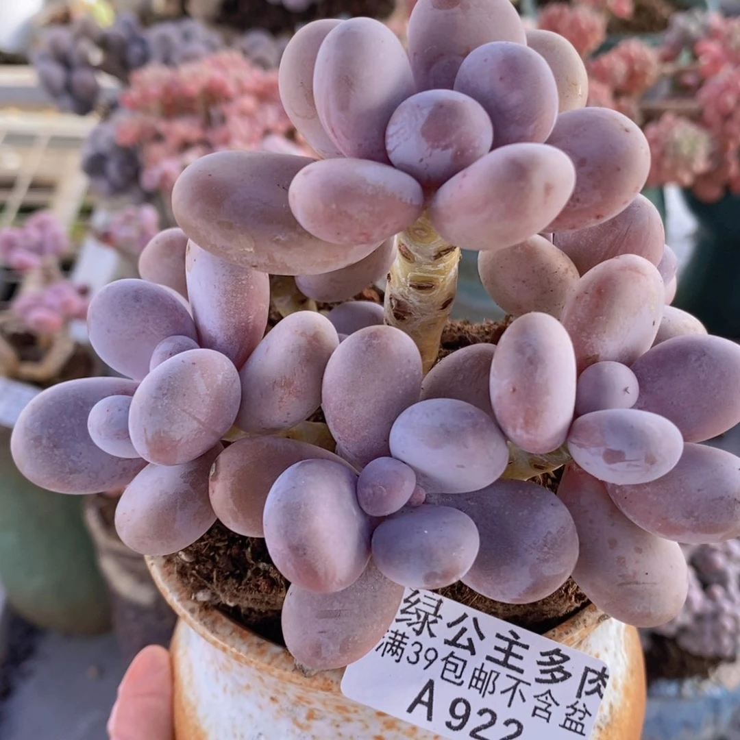 水光针奶酪11cm922多肉植物