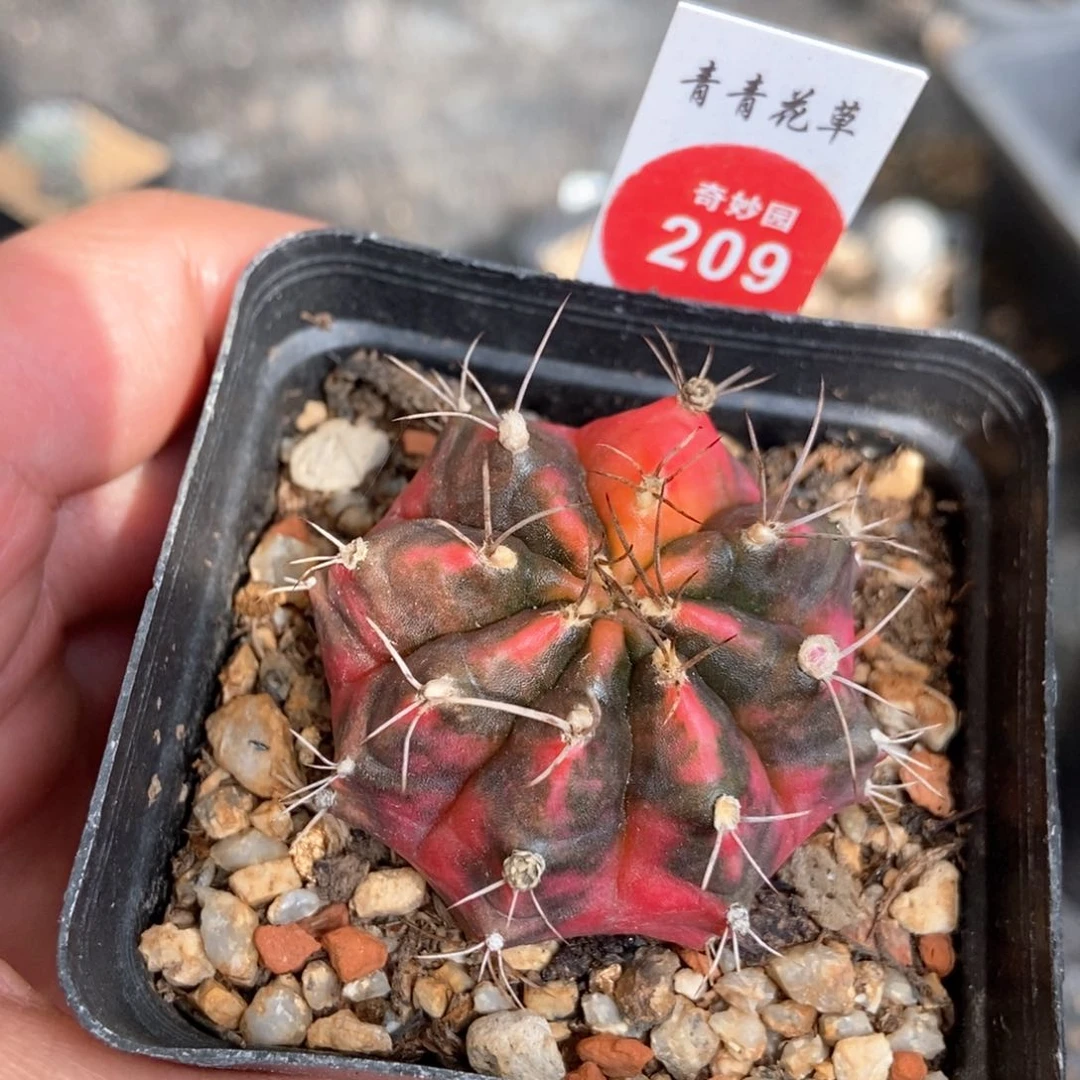 光辉牡丹锦一颗仙人球