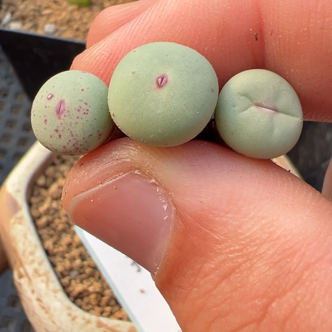 27-02肉锥多肉植物