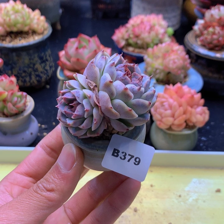 一物一拍满38包邮B379