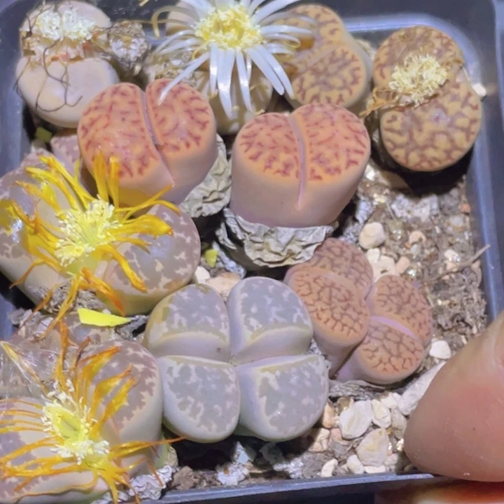 78800888888885555888888