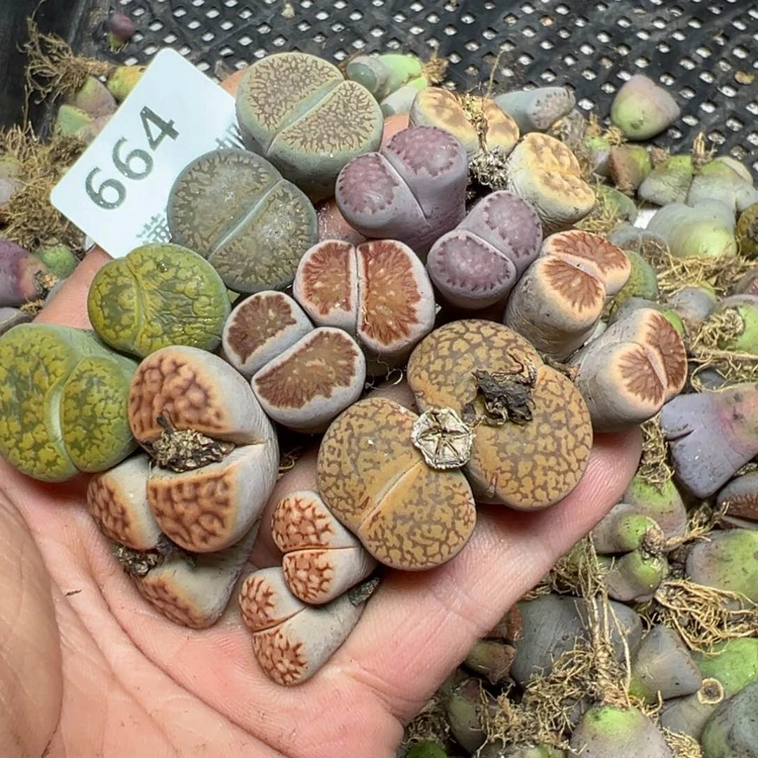 【闪购商品】 664。