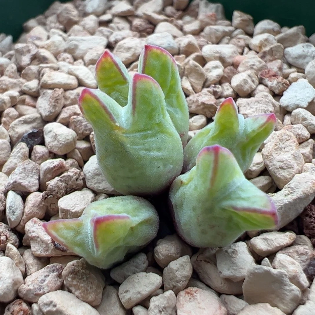 115优选园艺985猪蹄五头