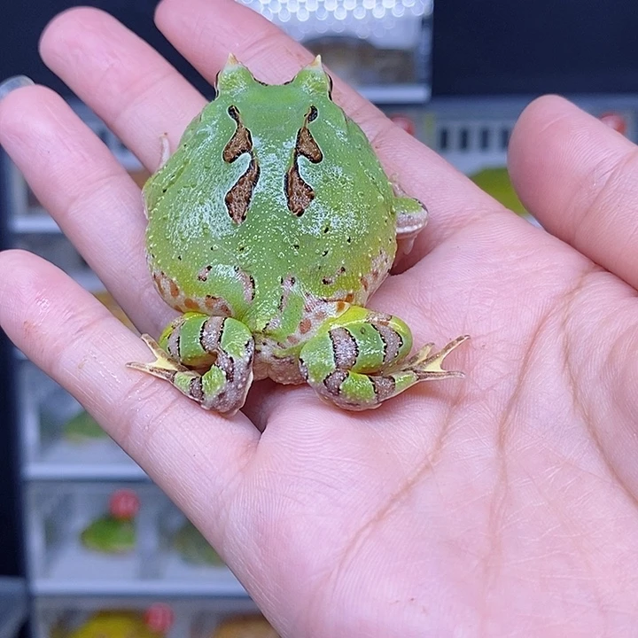 特价秒杀现货特价蝴蝶