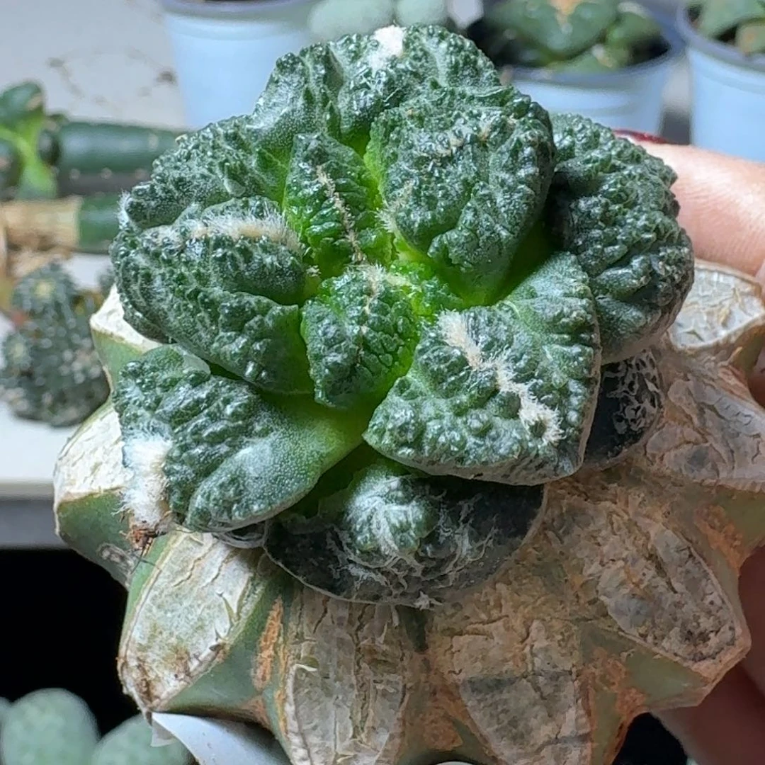 【闪购商品】无花朵幸*5龟甲连山127