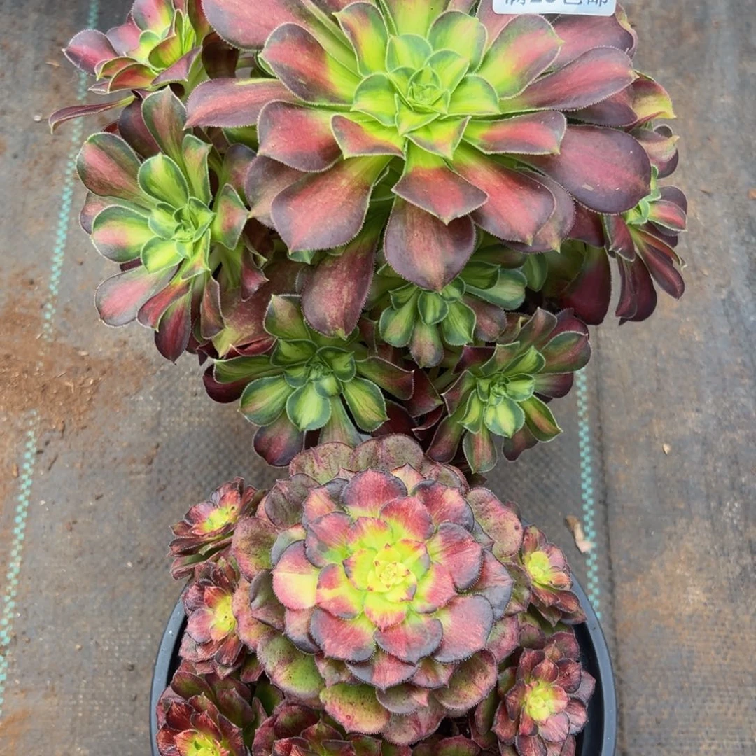 刘***顺多肉植物754两颗的