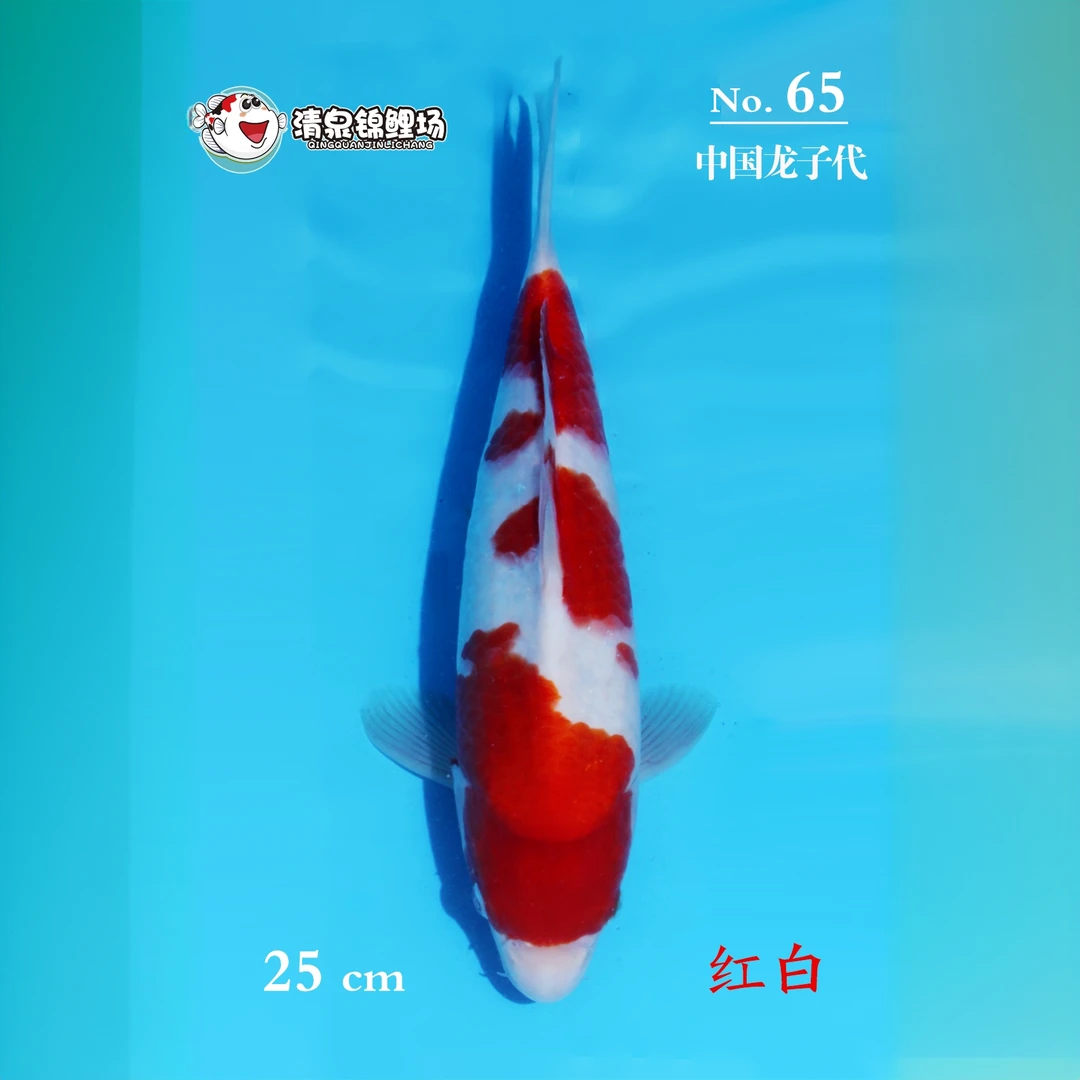 清泉锦鲤 第二次冬季水泥池寄养 中国龙子代 红白 65号