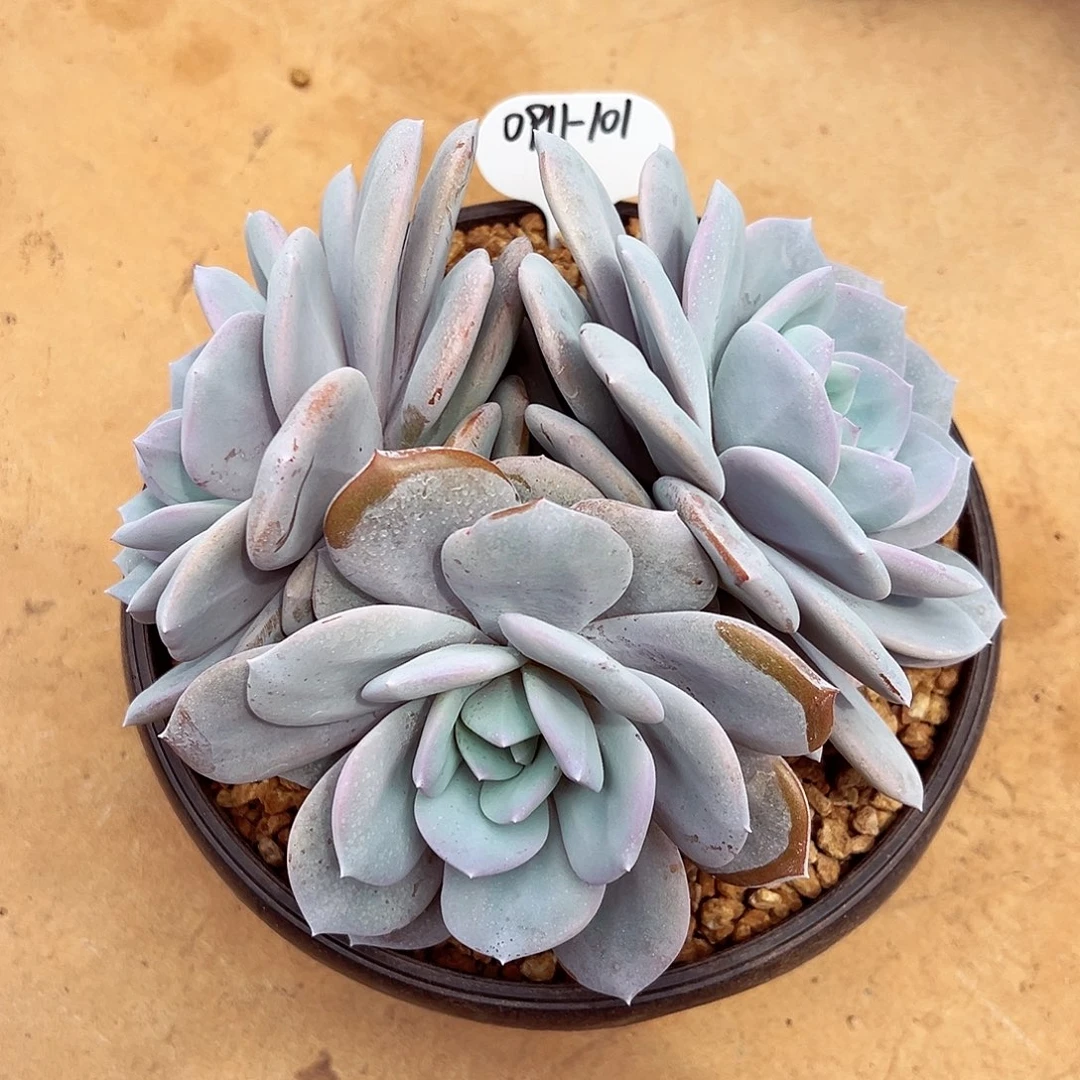 0911-101绝绝子奶茶