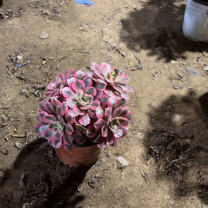 阿***瓜多肉植物法师女妖51