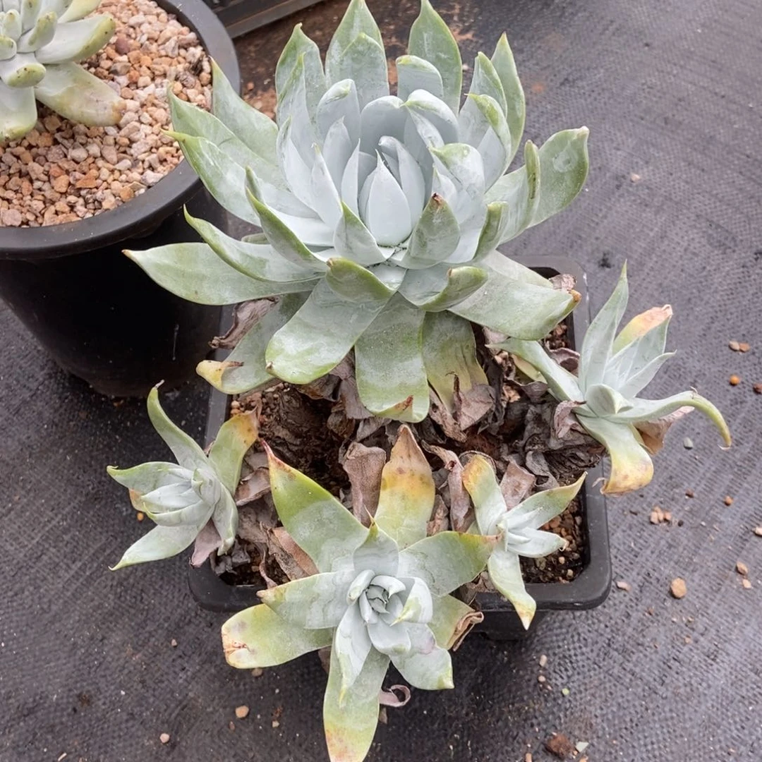 雪山群多肉植物啦啦啦