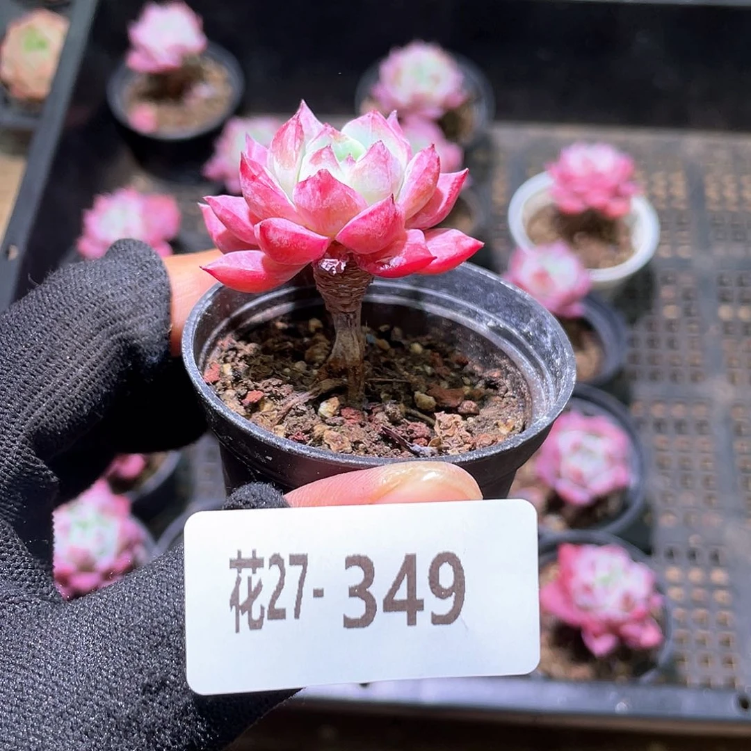 花利美27-349豆蔻