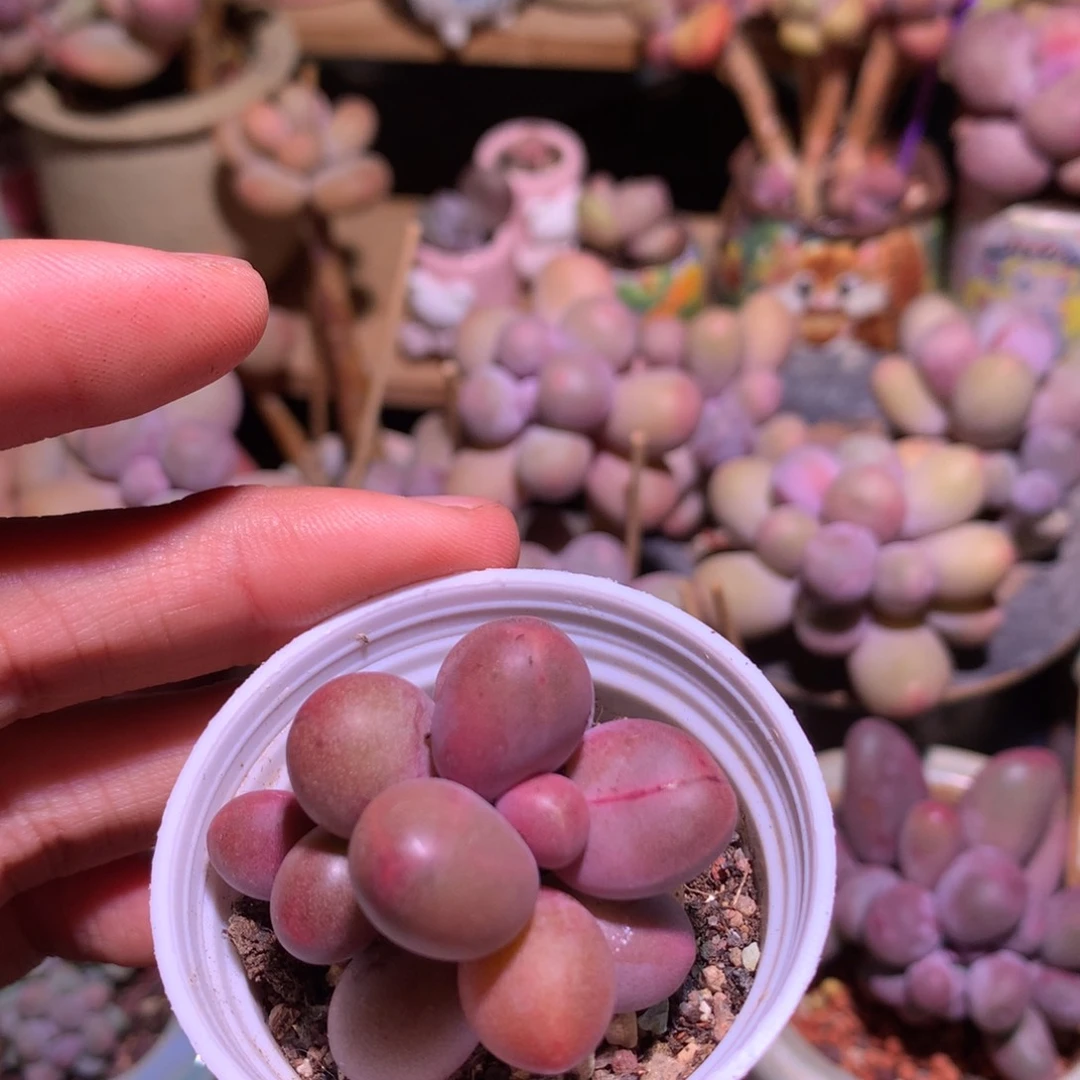 糖果奶酪多肉135