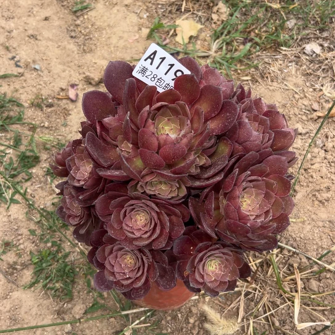 119多肉  桃花石