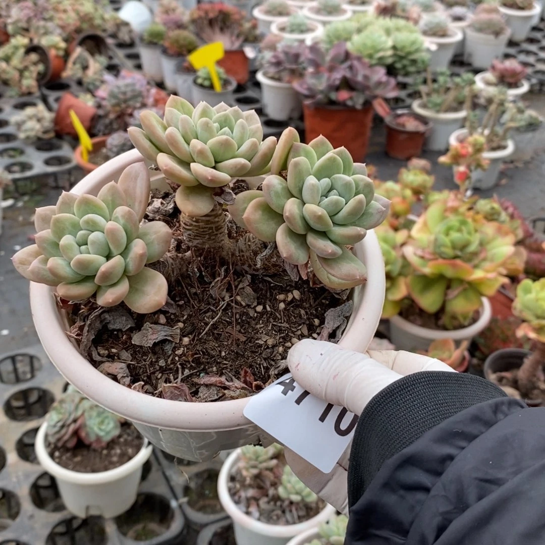 4710阮玲玉一物一拍