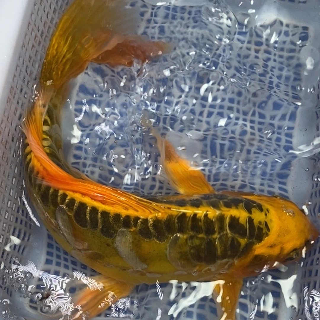 锦鲤冷水锦鲤包邮