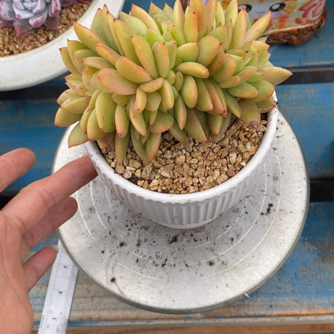 发货多肉植物一物一拍