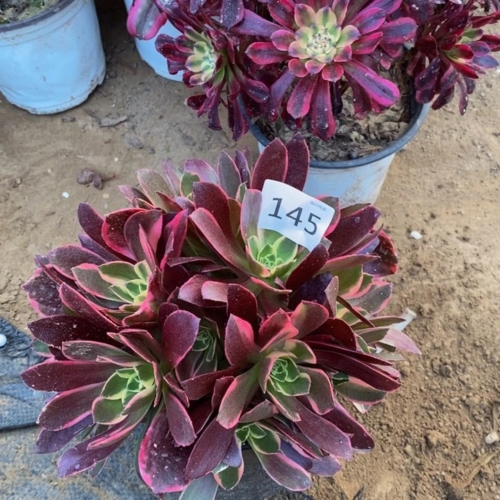 145金丝雀绣球新桩