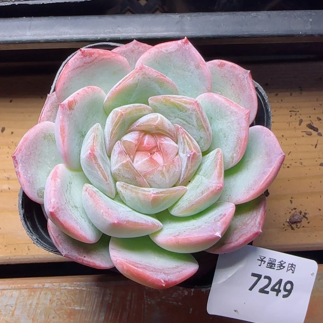 粉透，7249多肉植物