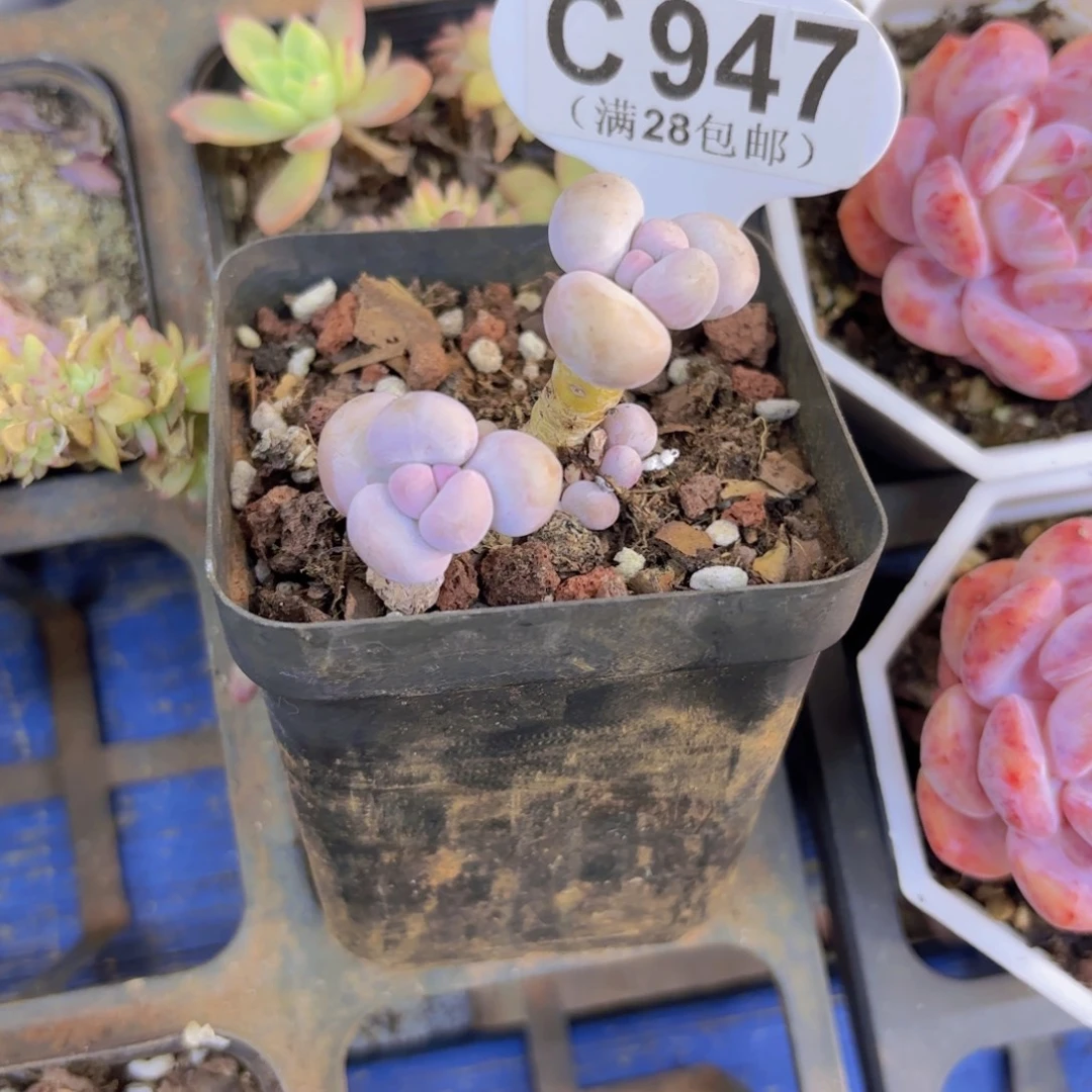 C947水光针奶酪一物语拍