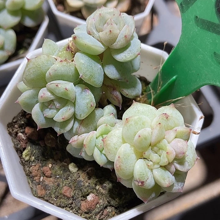 多肉植物甜心石化755
