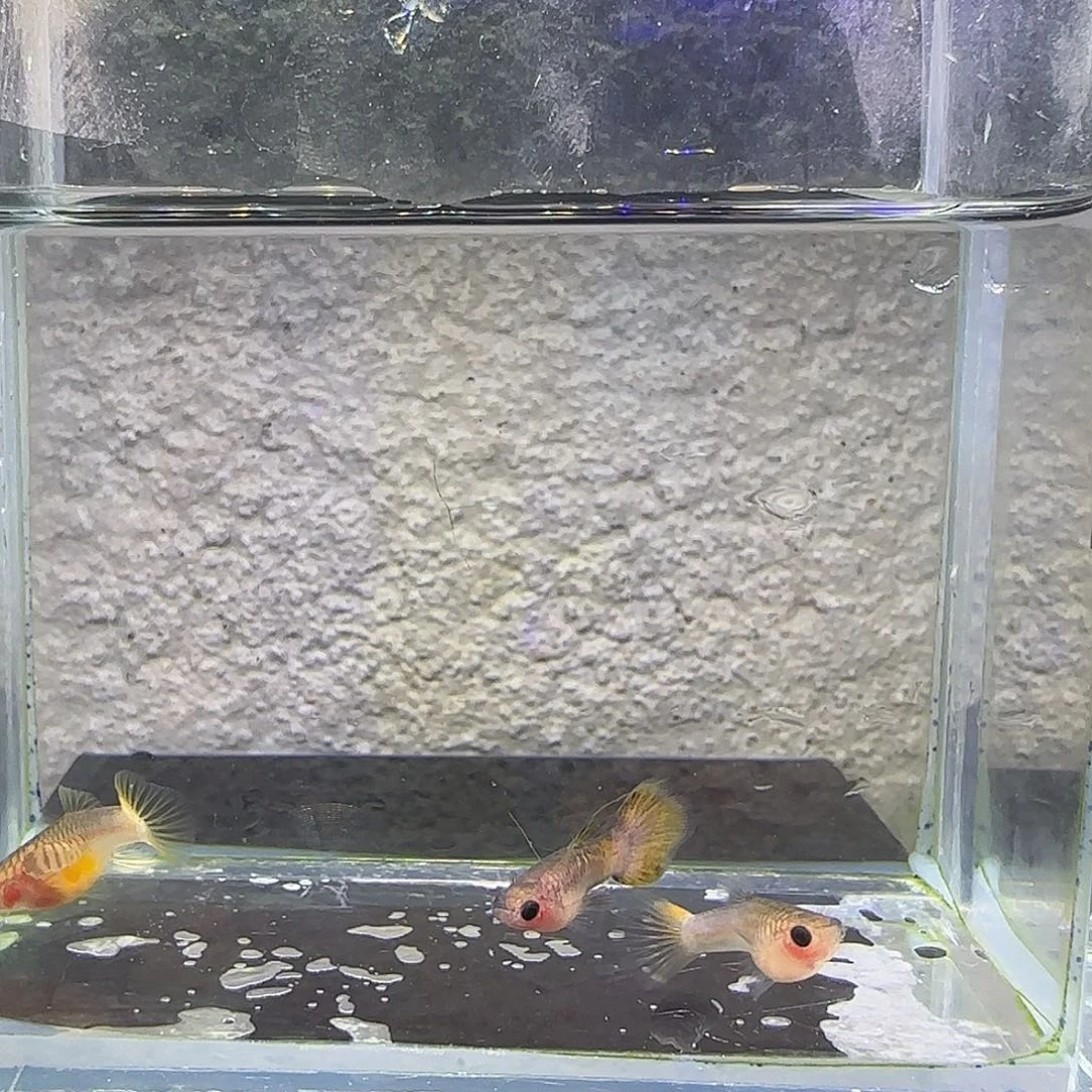 孔雀鱼蛇纹粉猫1公2母
