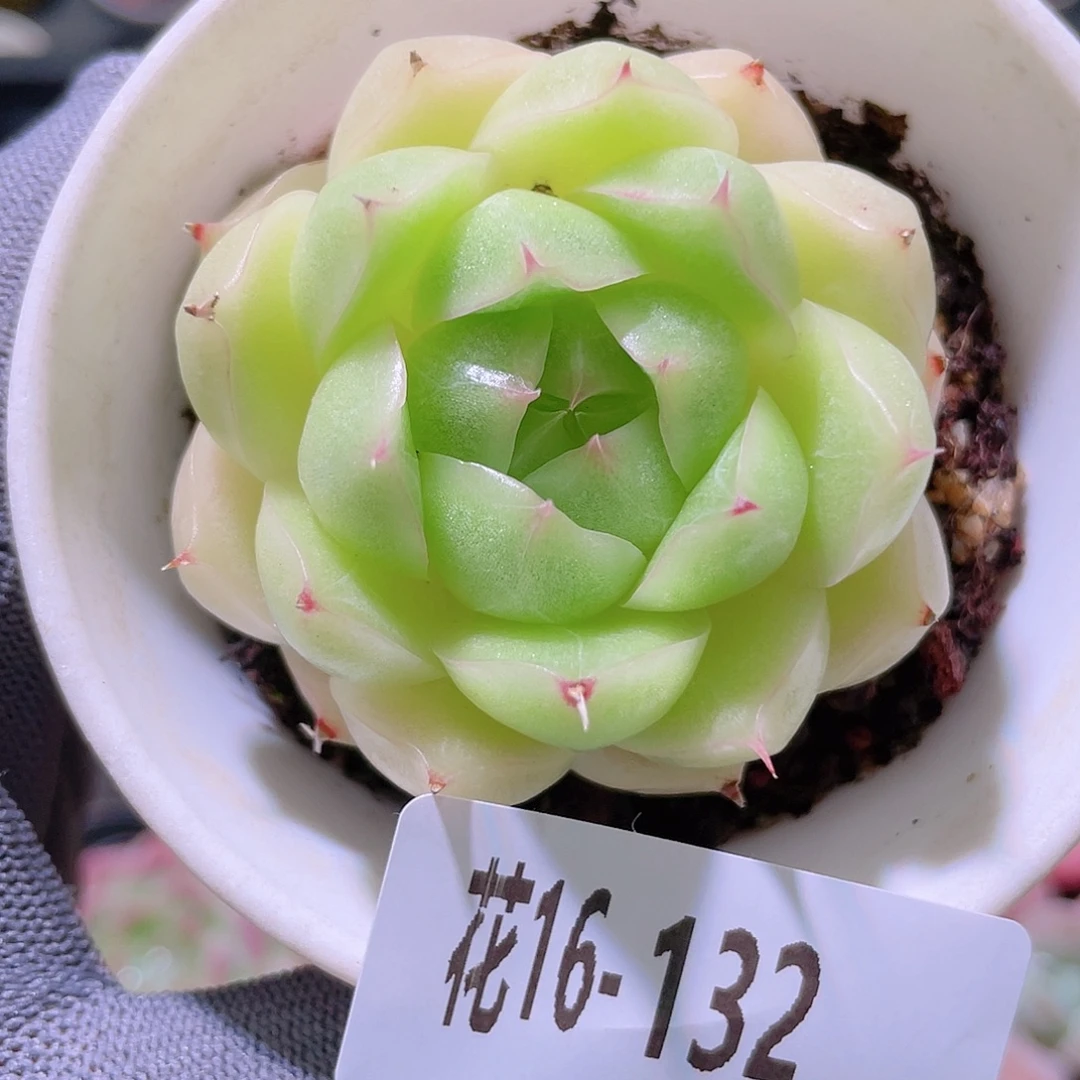 花利美16-132麦秆