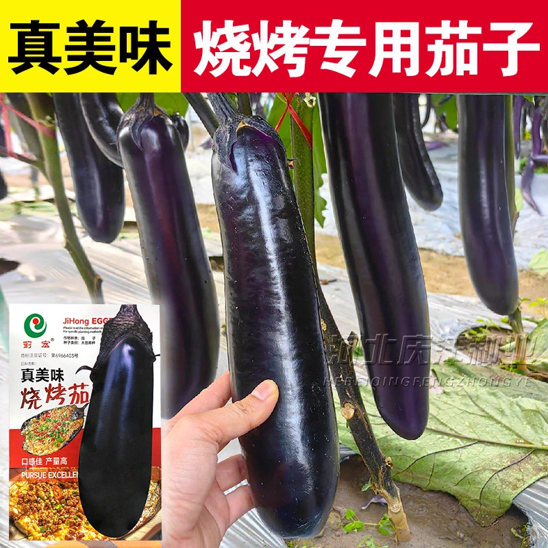 烧烤茄种籽真美味烧烤茄种子紫长茄口感佳产量高蔬菜种孑