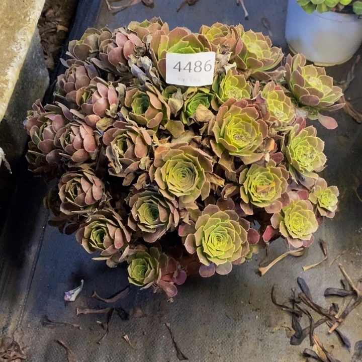 荷兰玫瑰多肉断头不包4486