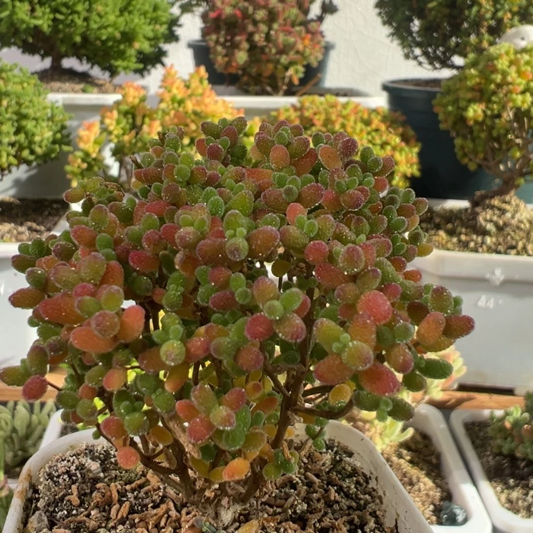 D2901蜜桔糖球枝干