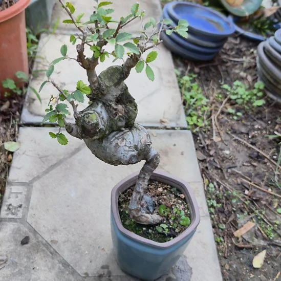 抱***芳榆树一个带盆发货的