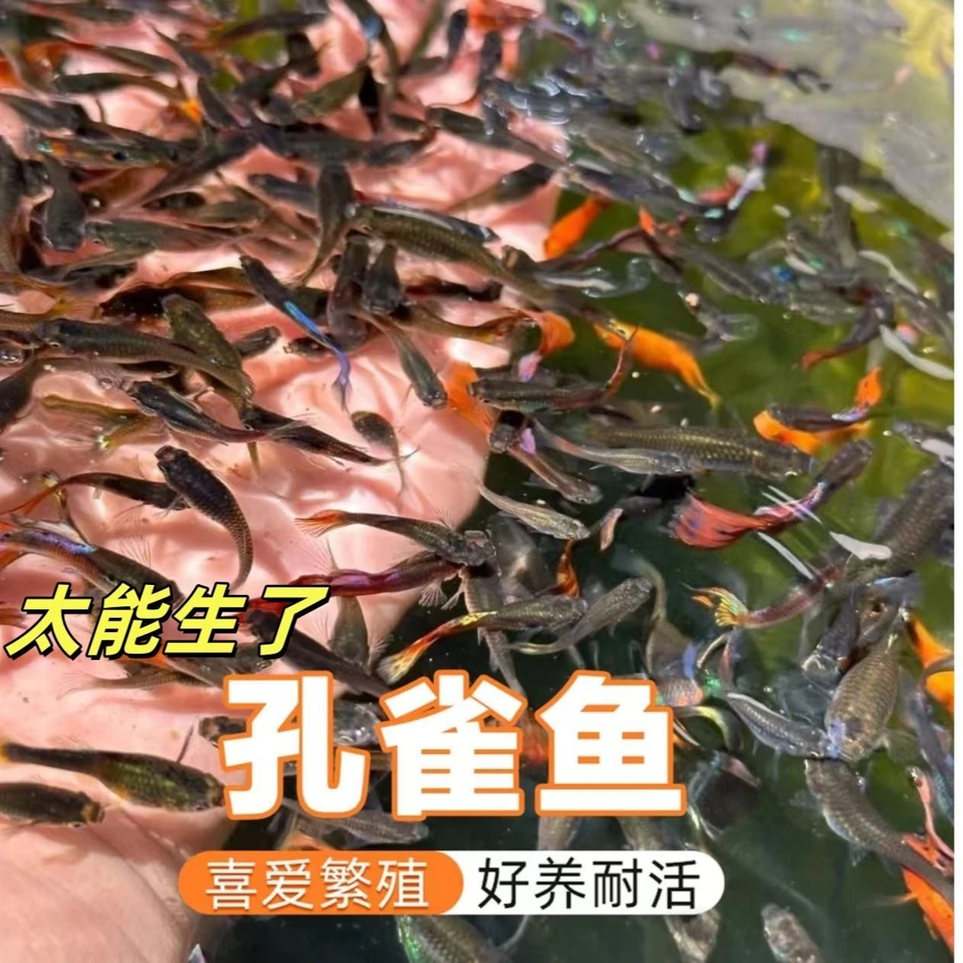 小型孔雀鱼纯种凤尾观赏鱼灯科斑马鱼耐苗活体淡水热带好养易繁殖