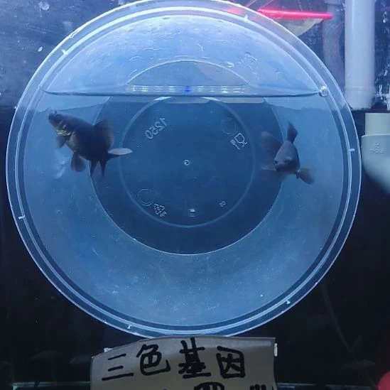 蝴蝶鲤鱼墨蝶大鳍大尾有张力
