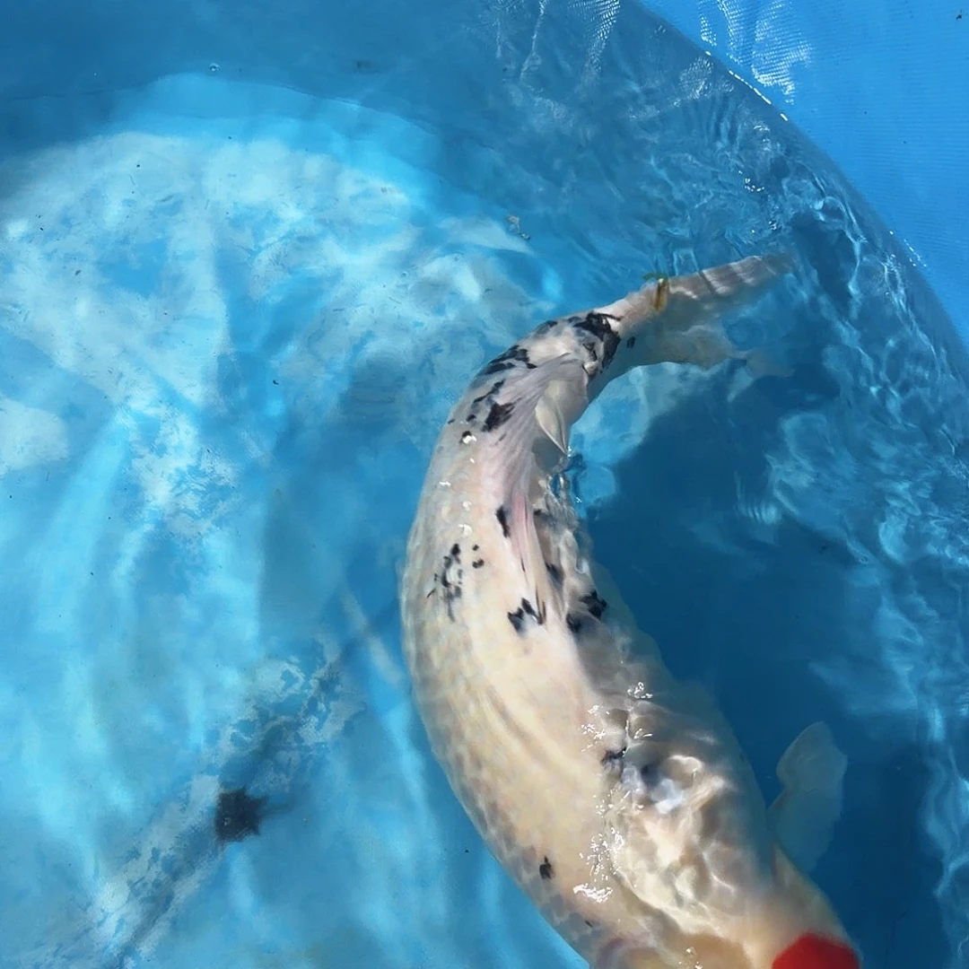 锦鲤单三专拍链接